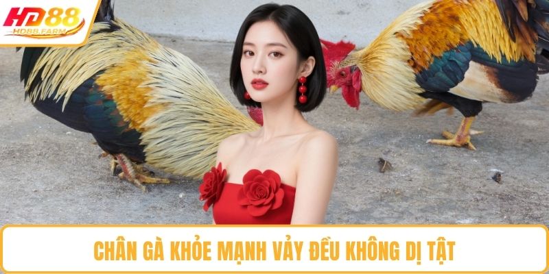 Chân gà khỏe mạnh vảy đều không dị tật