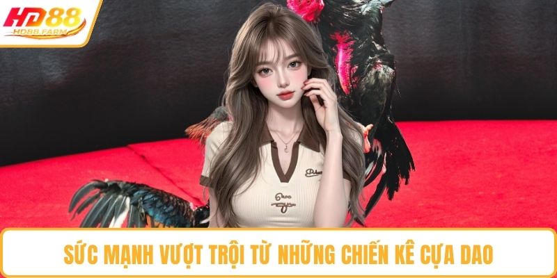 Sức mạnh vượt trội từ những chiến kê cựa dao