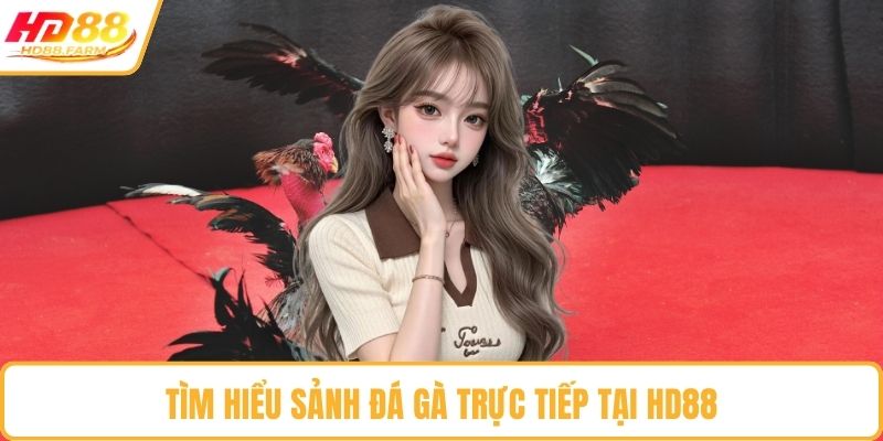 Tìm hiểu sảnh đá gà trực tiếp tại HD88